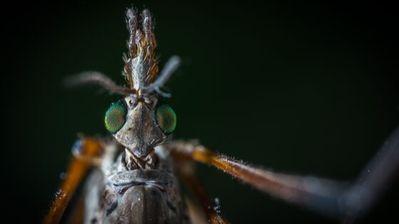 Keep Pests Out During The Raining Season