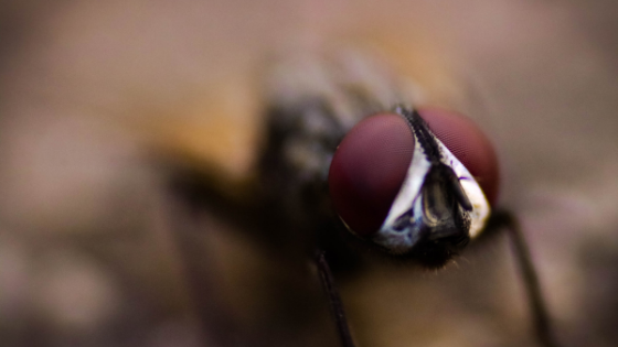 6 Steps to Keep Flies out of Food Production Facilities